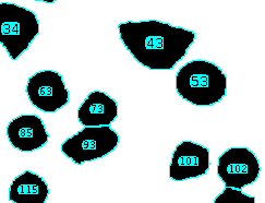 Particles separated and recognized by ImageJ